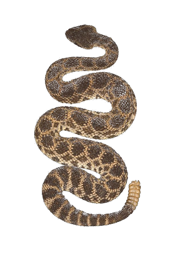 A coiled Southern Pacific rattlesnake