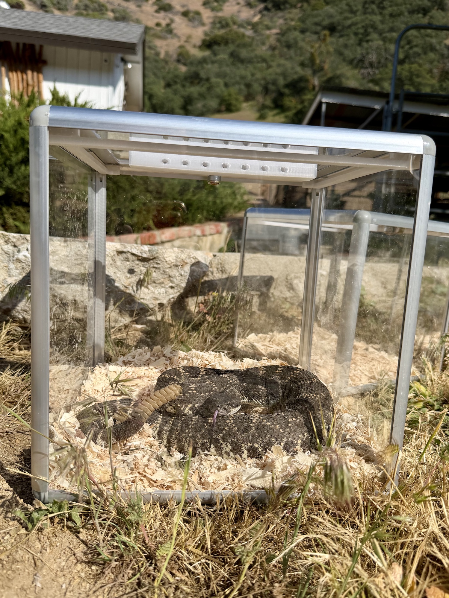 Custom rattlesnake containment box