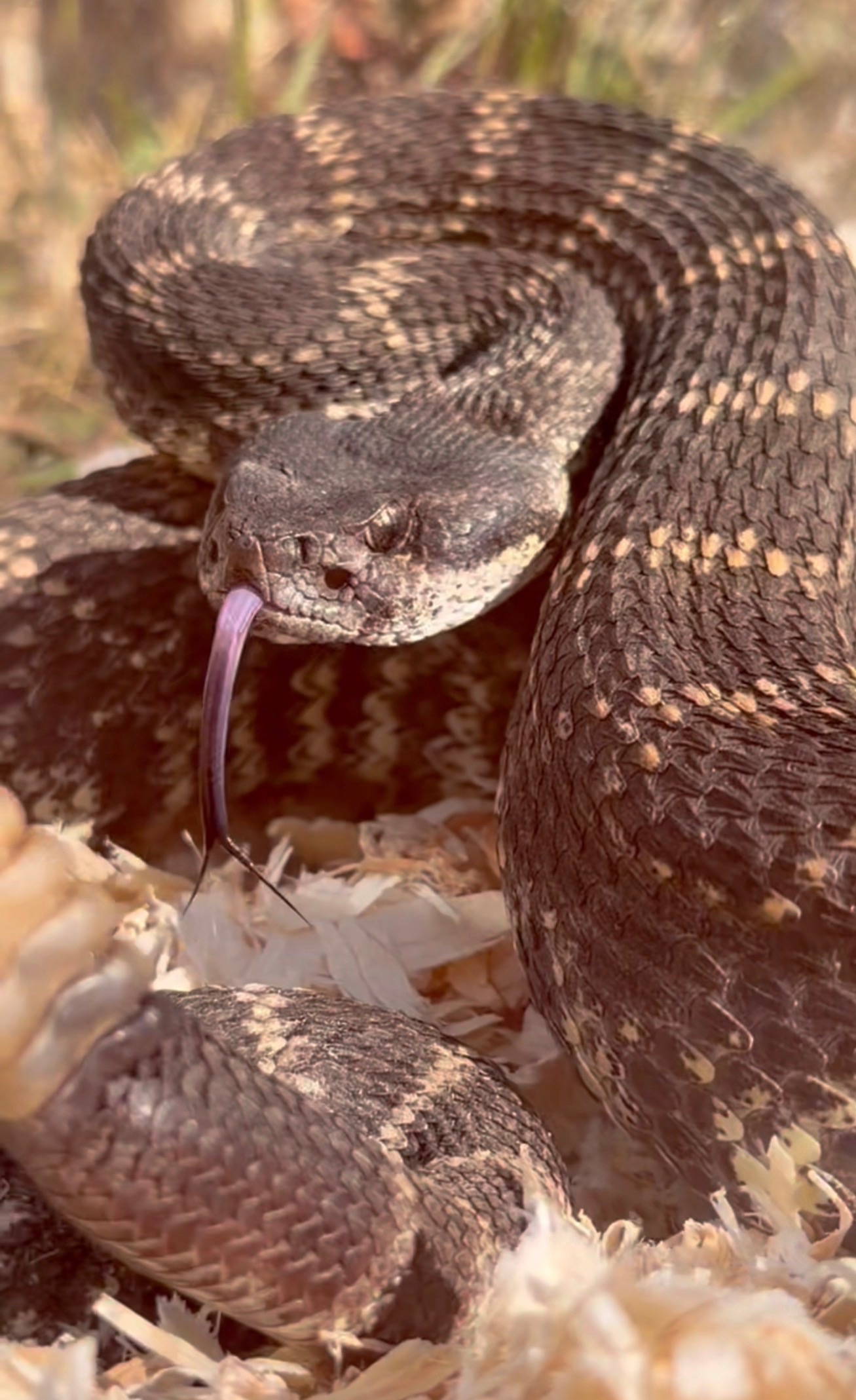 Southern Pacific rattlesnake — The Snake School rattlesnake avoidance training