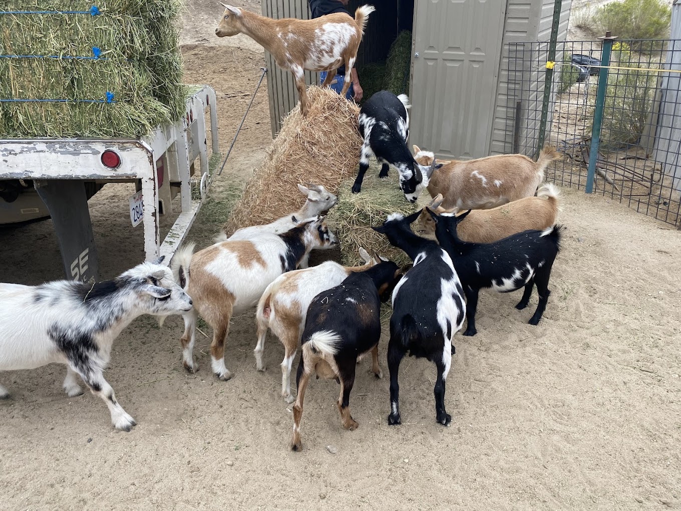 Polsa Rosa Ranch — film and equestrian property dog training