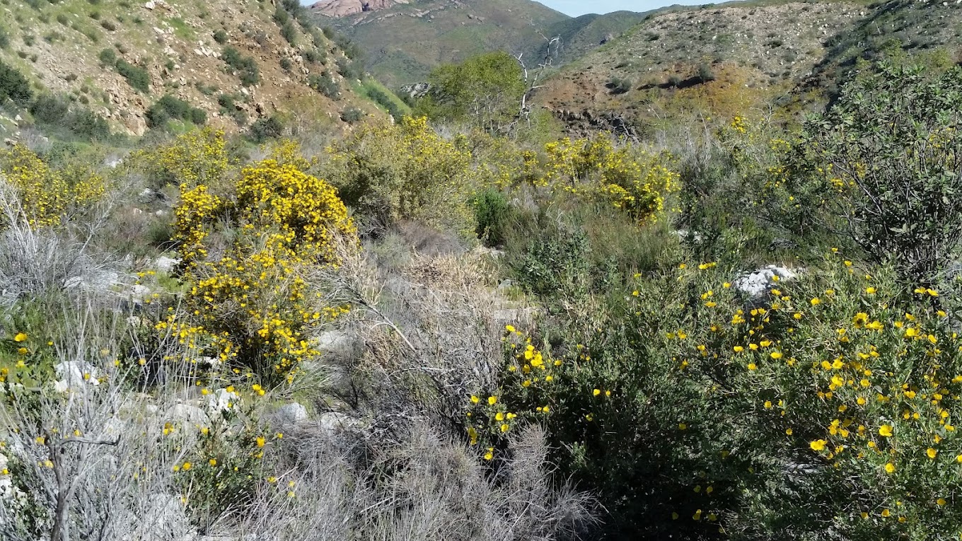 Polsa Rosa Ranch — high-desert terrain for rattlesnake avoidance training