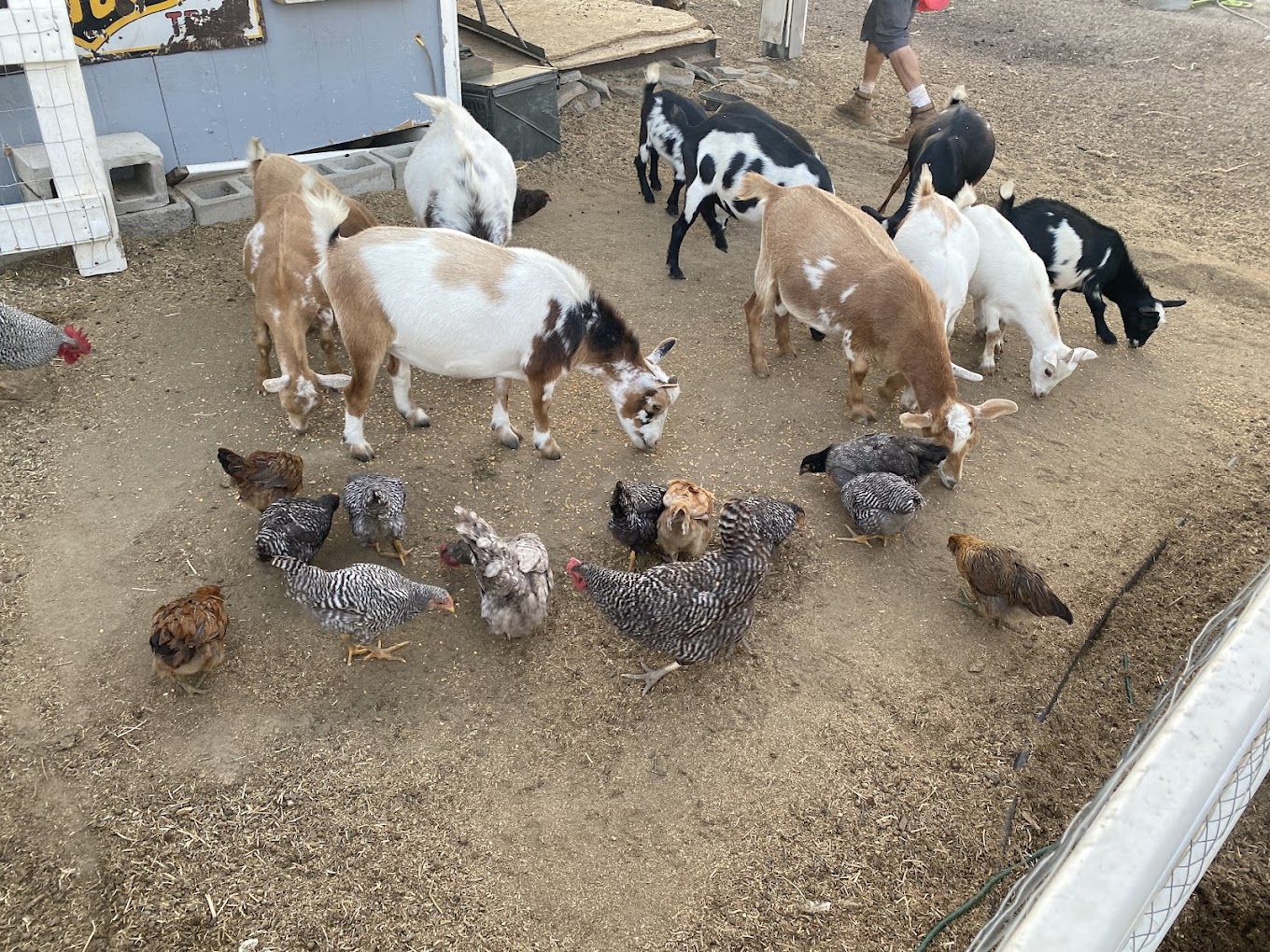Polsa Rosa Ranch — Snake School Acton CA training location