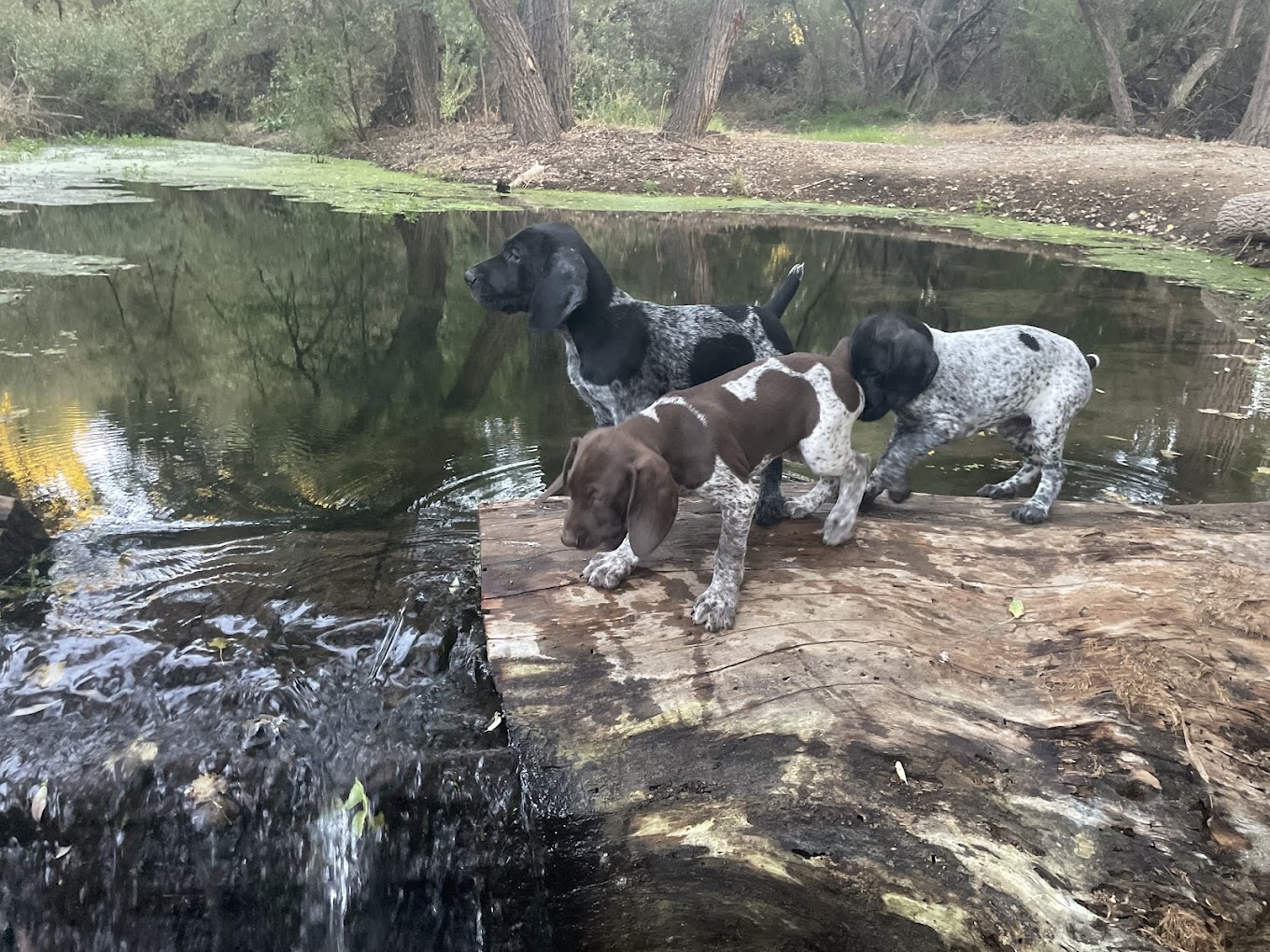 Polsa Rosa Ranch — natural desert rattlesnake habitat training