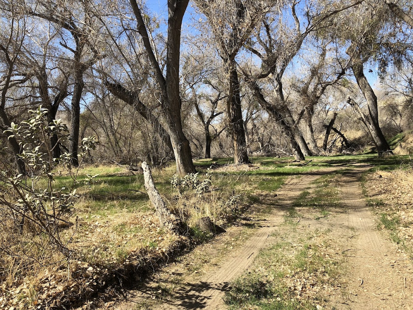Polsa Rosa Ranch — wide open terrain rattlesnake dog training