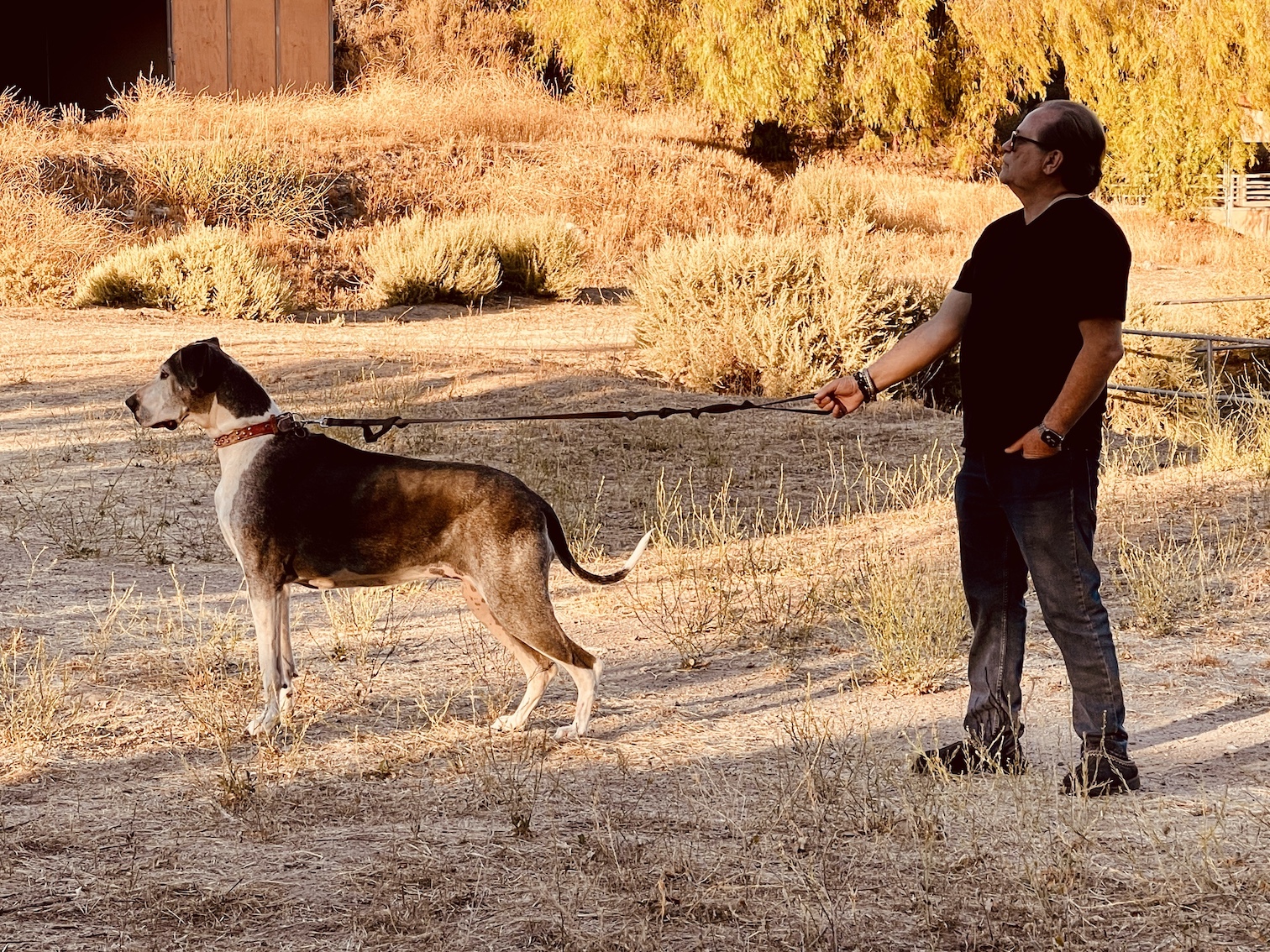 Santa Clarita Ranch — rattlesnake avoidance dog training facility in Santa Clarita CA