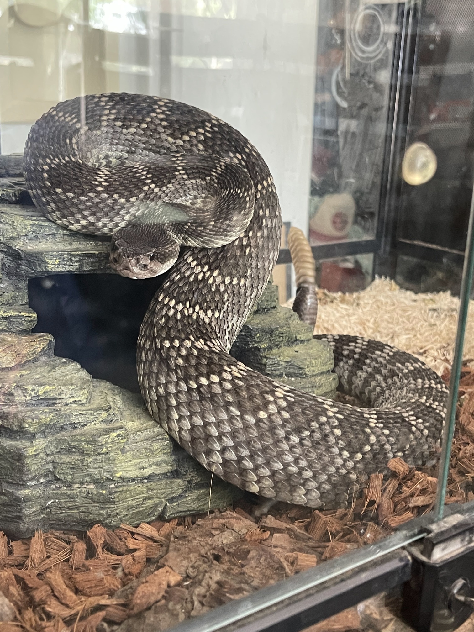 Santa Clarita Ranch — natural terrain rattlesnake habitat