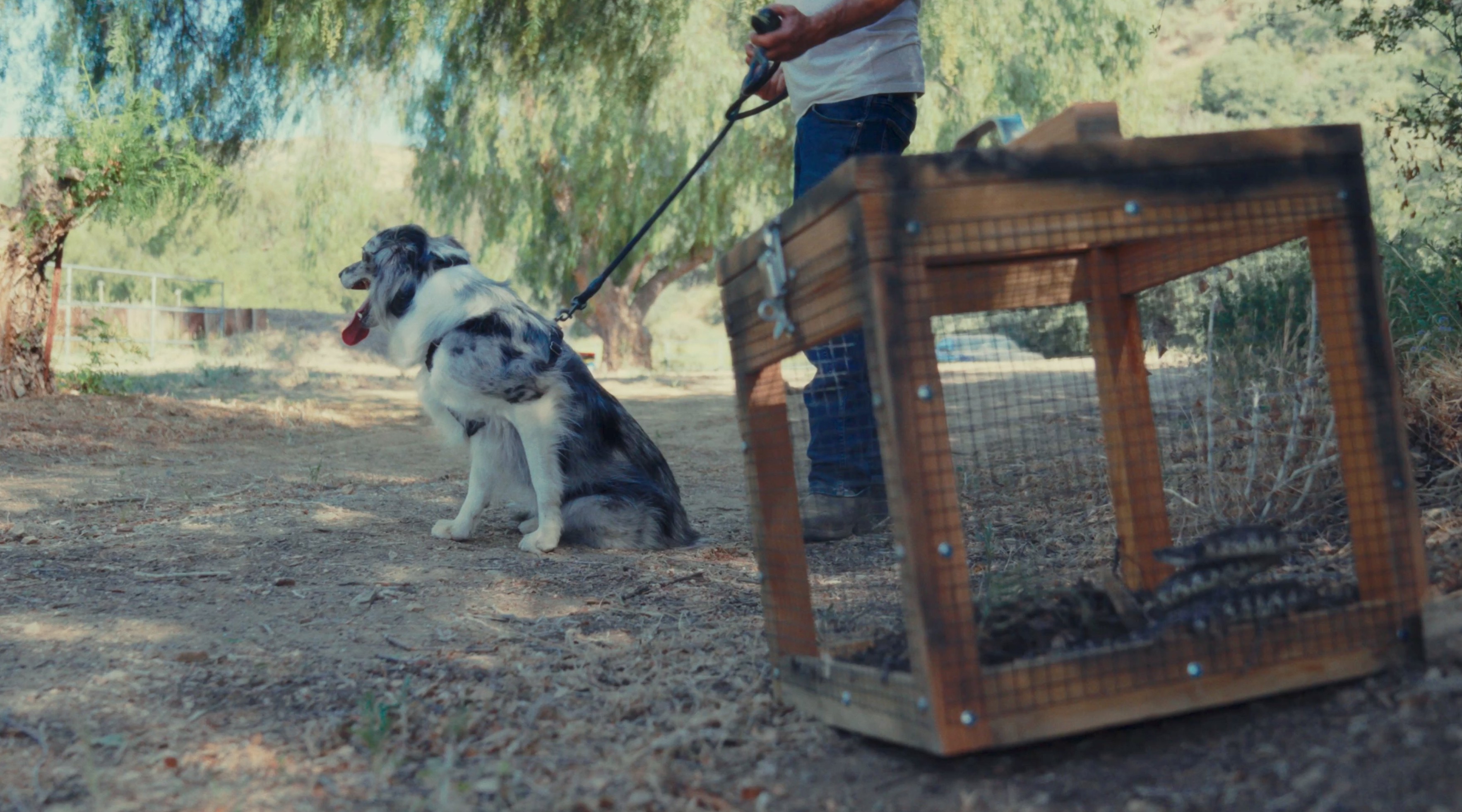 Rattlesnake avoidance training — The Snake School