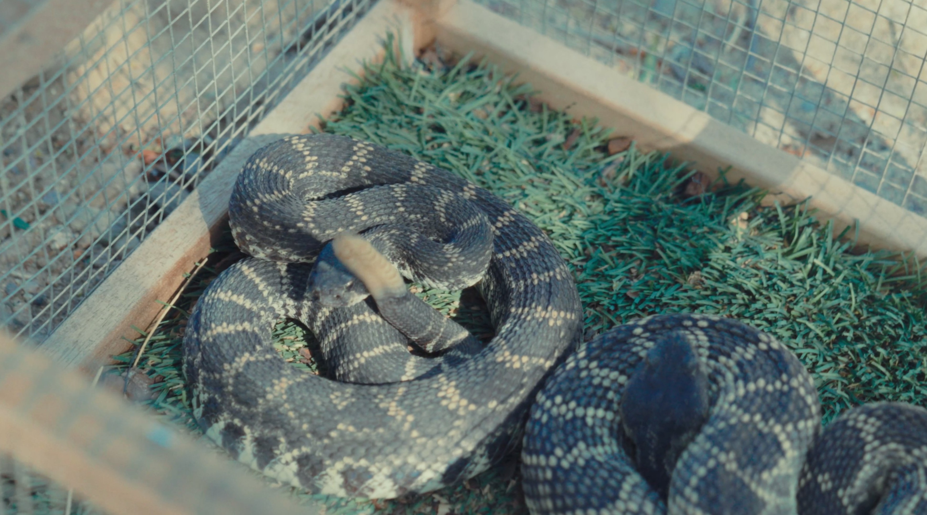 Snake School rattlesnake avoidance training — still 17