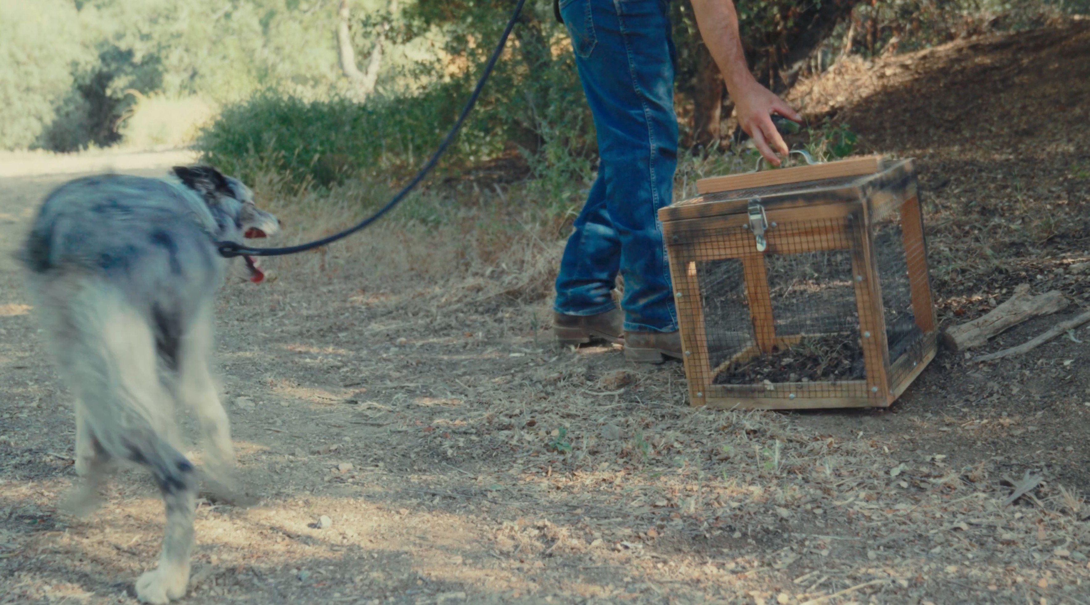 Snake School rattlesnake avoidance training — still 21