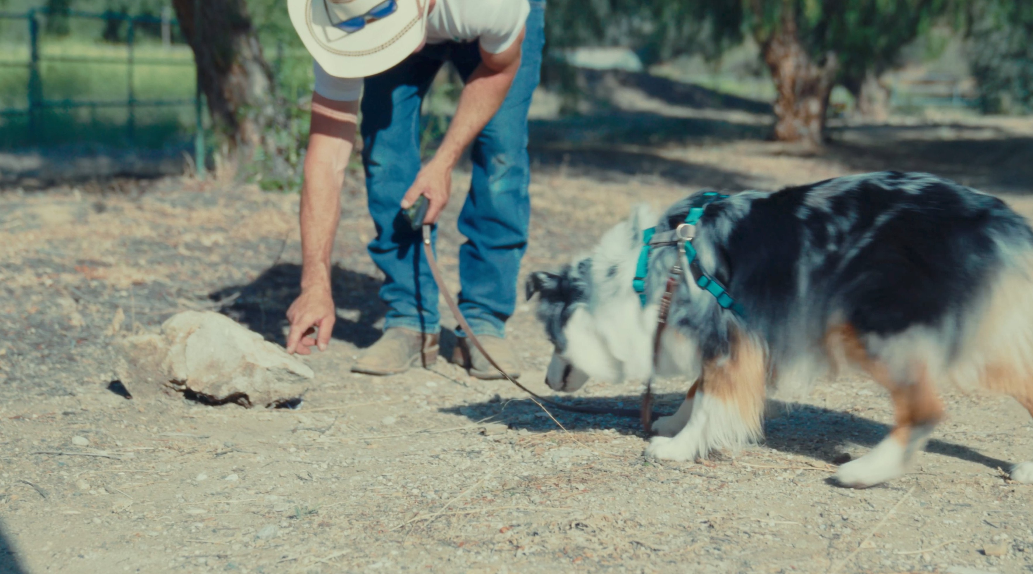 Rattlesnake avoidance training — The Snake School
