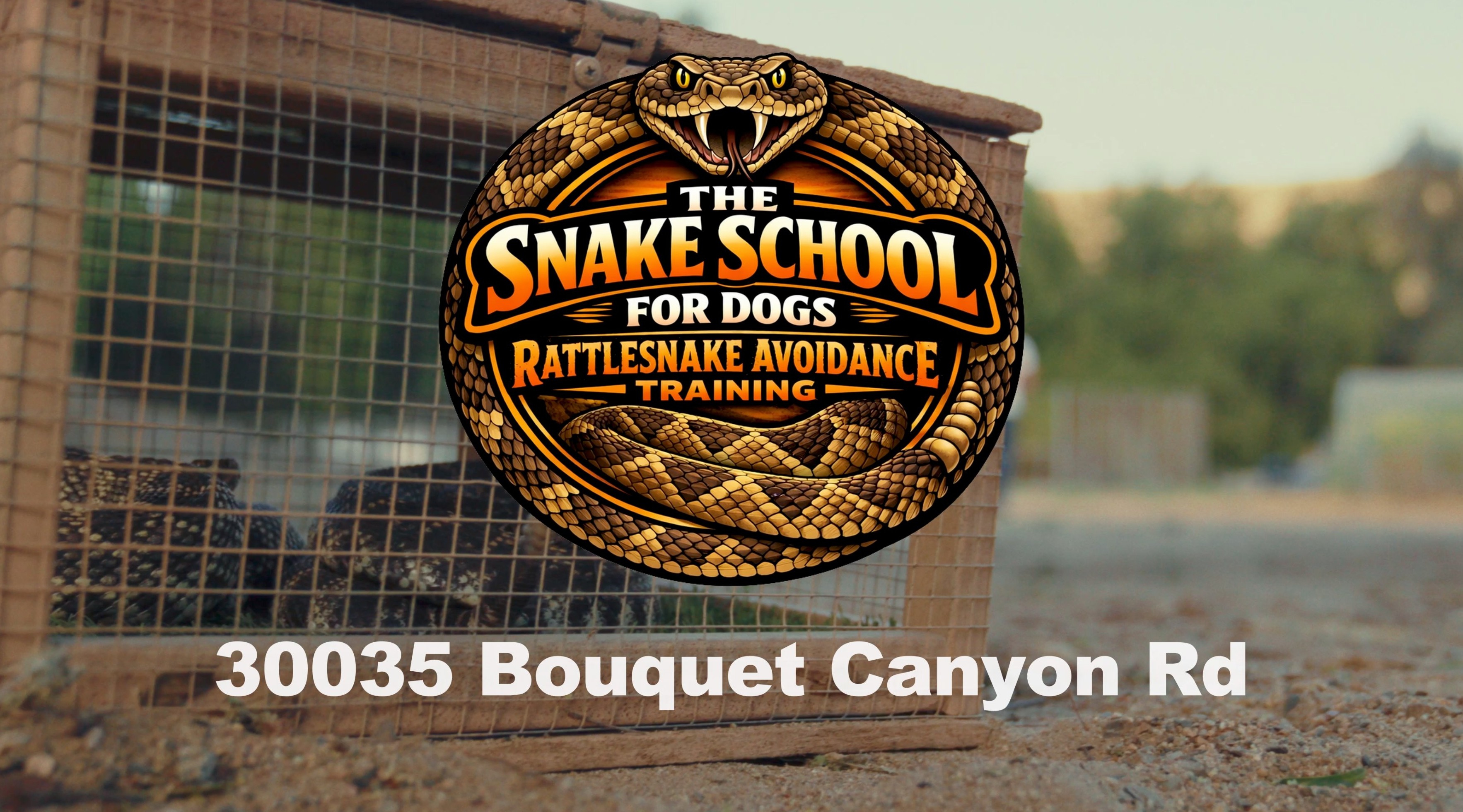 Snake School rattlesnake avoidance training — still 47