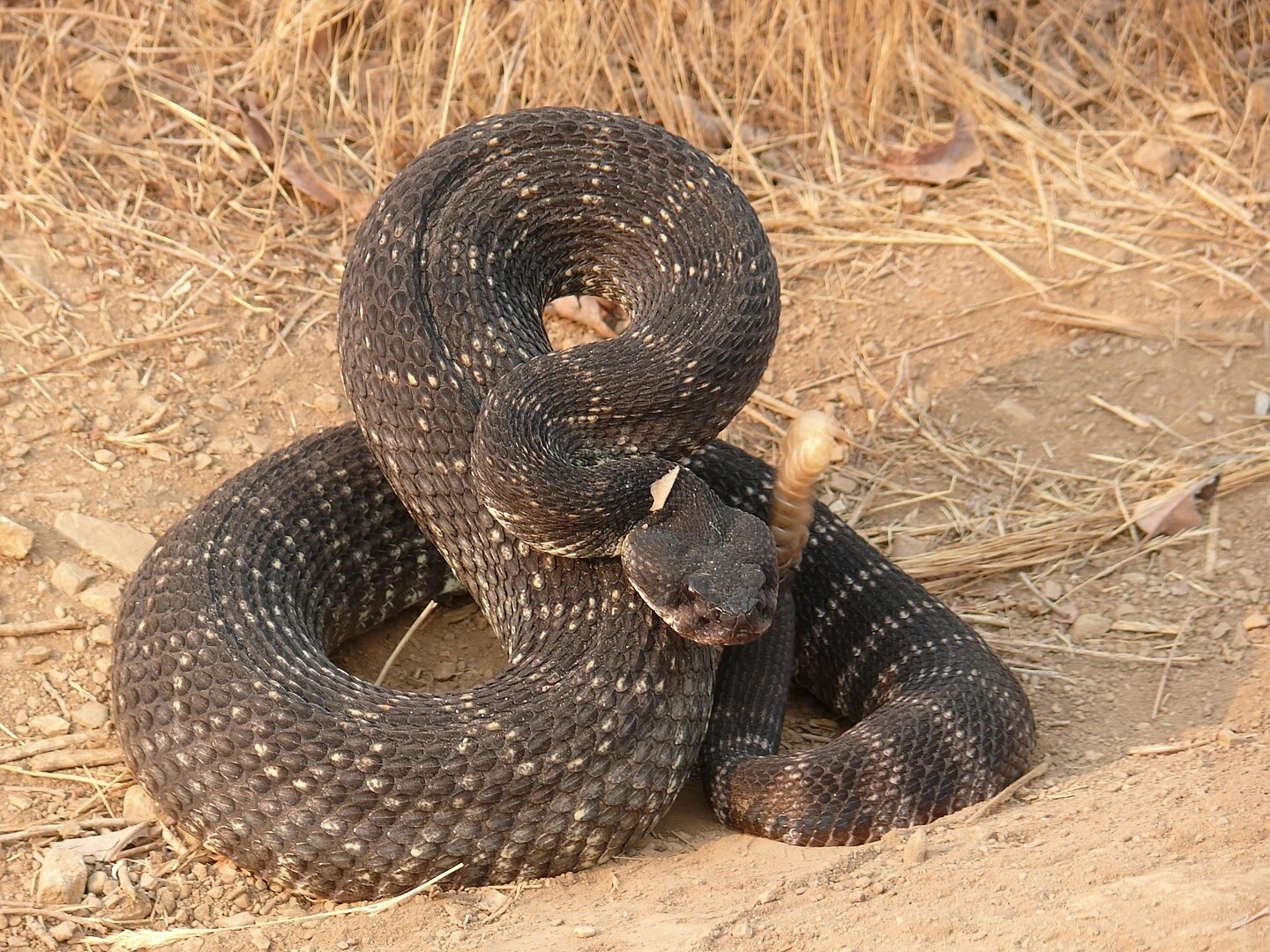 Adult Southern Pacific Rattlesnake — Santa Clarita CA