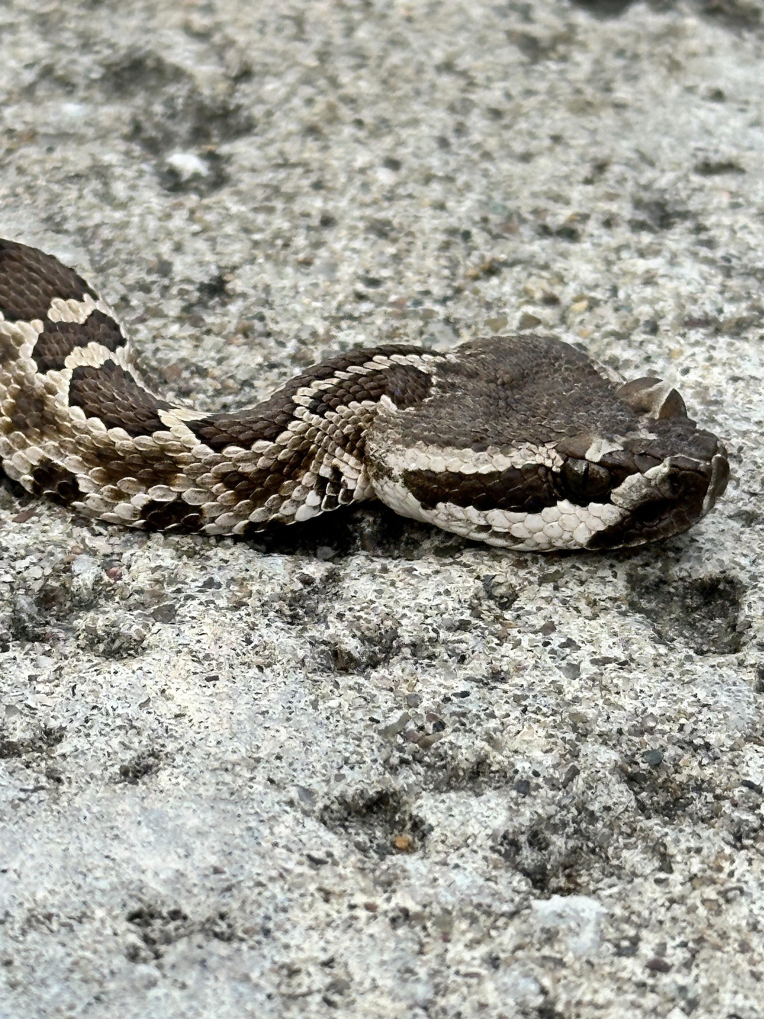 Baby Southern Pacific Rattlesnake — Santa Clarita CA