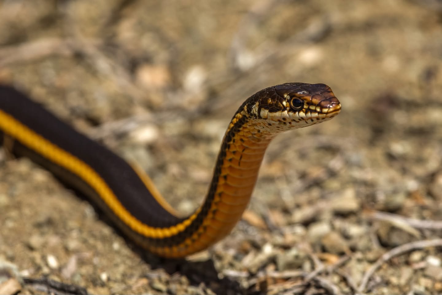 California Striped Racer snake — harmless snake found on hiking trails in Santa Clarita