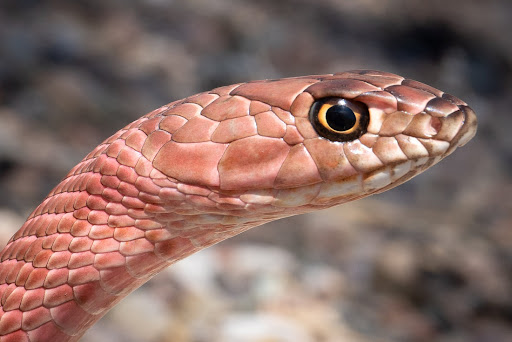 Red Coachwhip snake — harmless snake in Santa Clarita CA