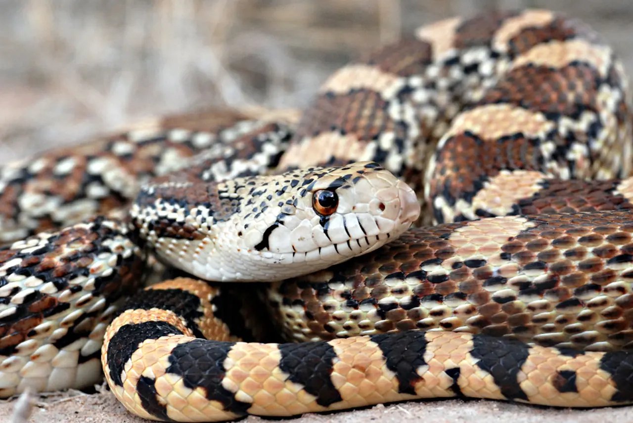 Gopher Snake close up — harmless snake often mistaken for rattlesnake in Santa Clarita