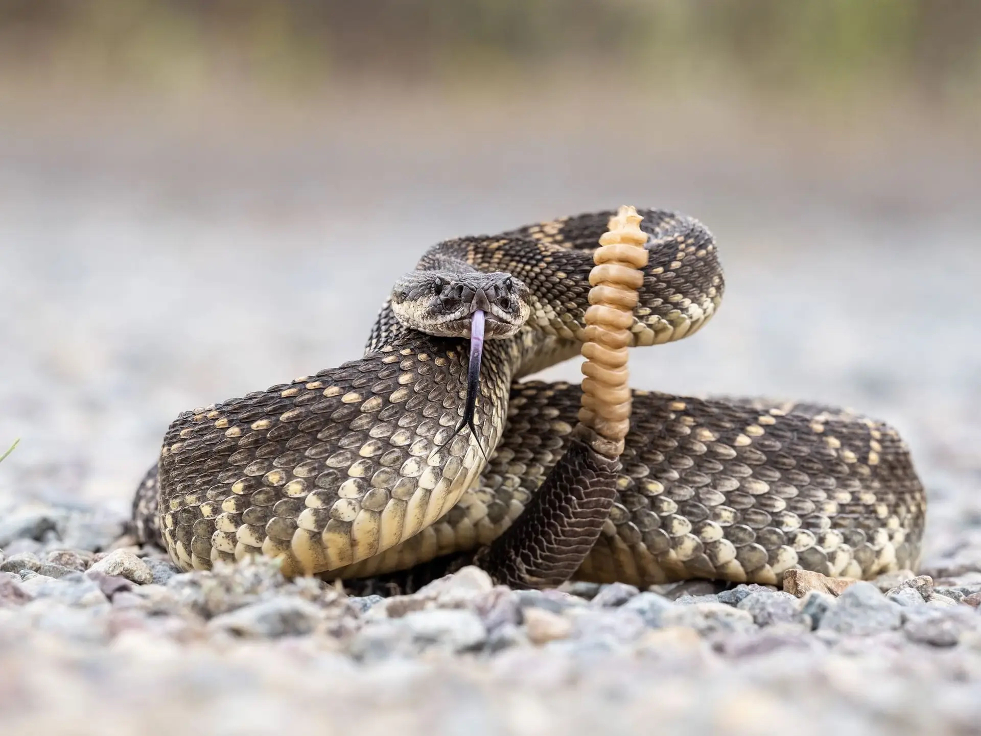 Southern Pacific Rattlesnake adult — Santa Clarita CA