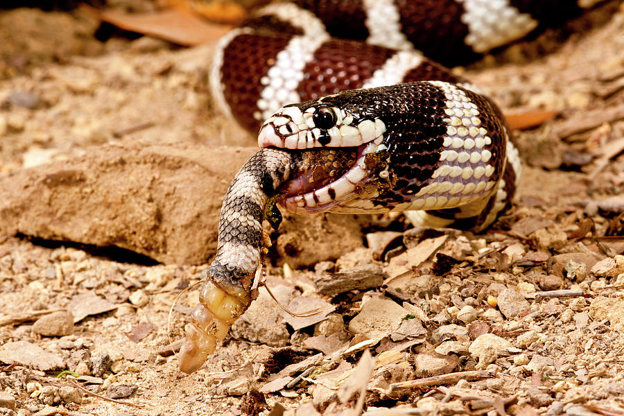 California King Snake eating a rattlesnake — beneficial predator snake in Santa Clarita